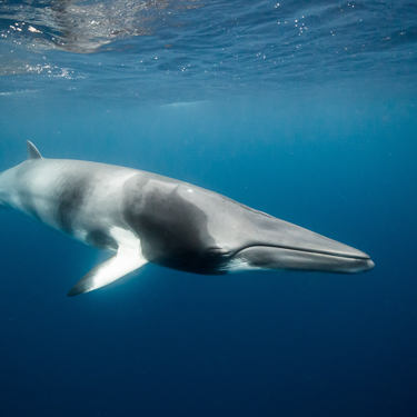 Swim with dwarf minke whales on the Ribbon Reefs Image