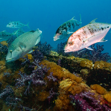 Explore the SS Yongala from Townsville Image