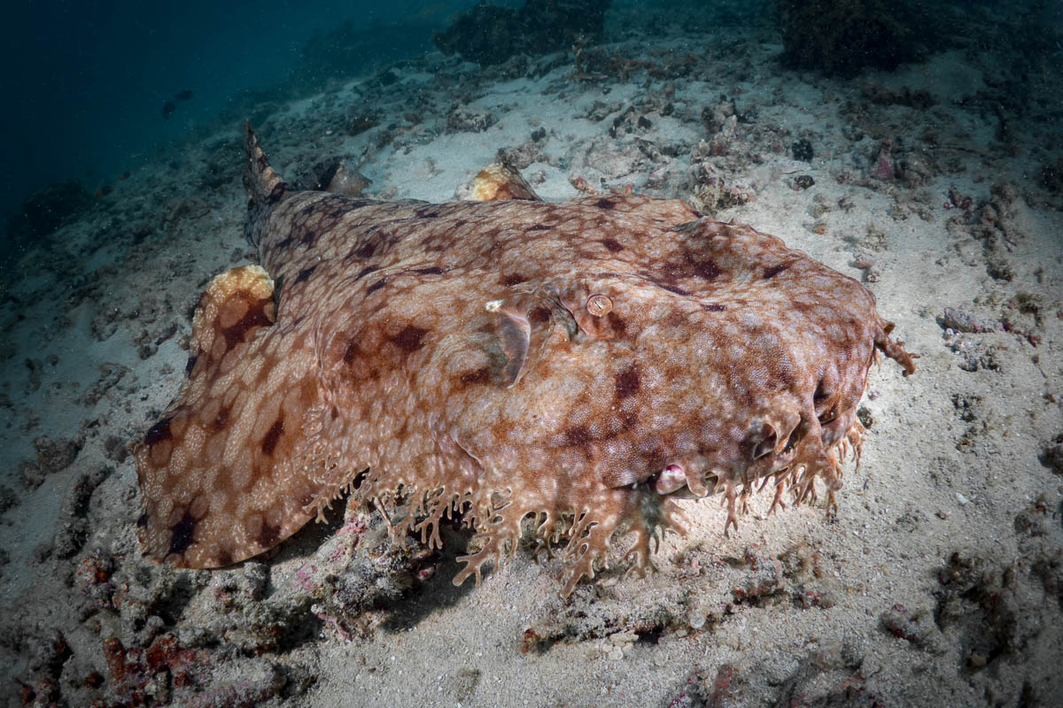 Townsville Magntic Island Yongala Scuba Diving 10