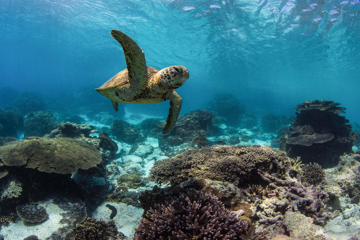 Townsville Magntic Island Yongala Scuba Diving 6
