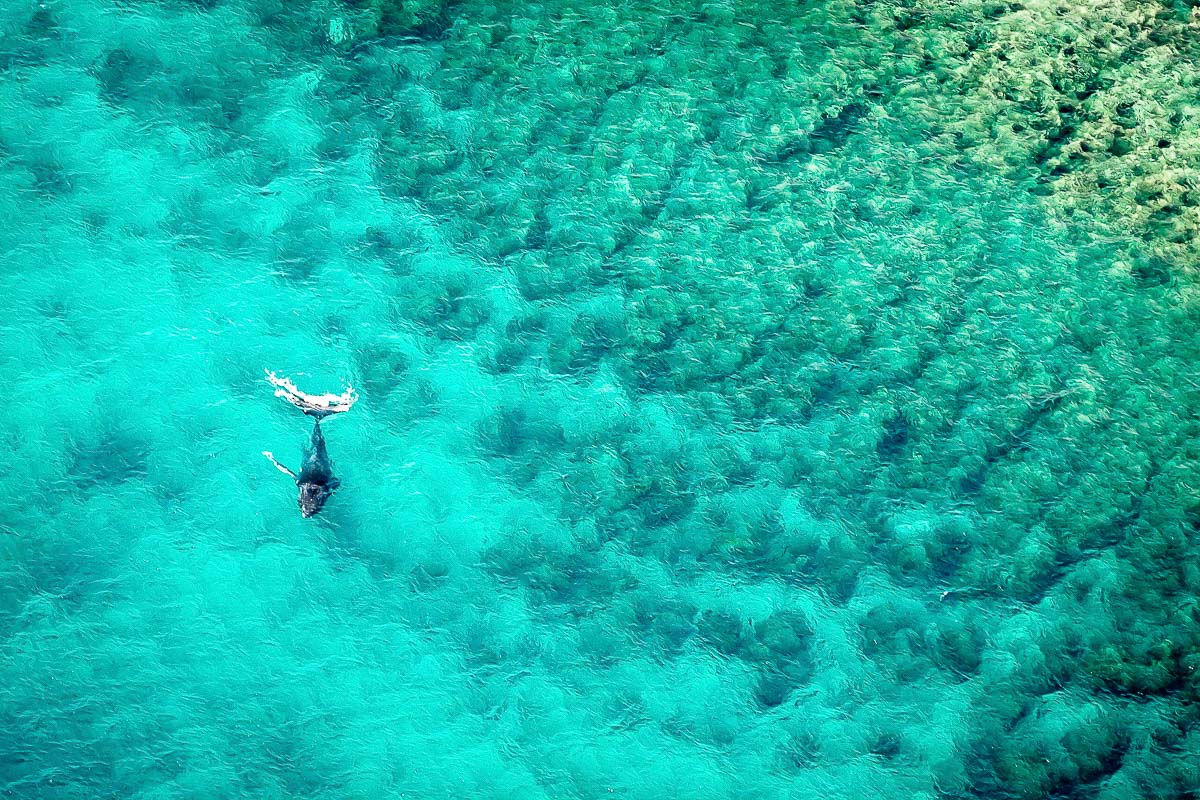 Humpback Whale Ningaloo Reef Exmouth Western Australia Scuba Diving