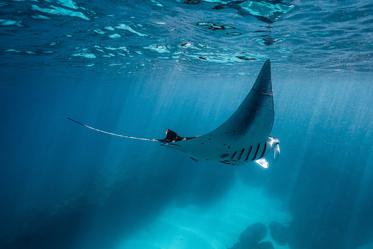 Ningaloo Reef Exmouth Western Australia Scuba Diving 6