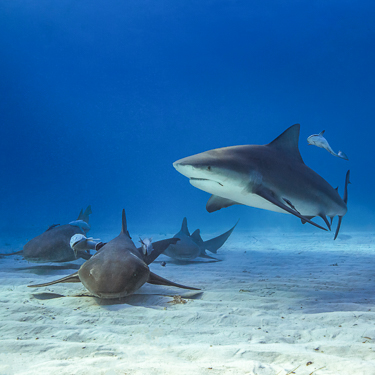 Bahamas Scuba Diving Bull Shark