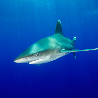 Encounter seasonal oceanic whitetip sharks Image