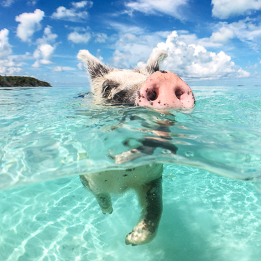 Swim with the Bahamas’ famous wild pigs Image