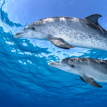 Search for wild dolphins at White Sand Ridge Image