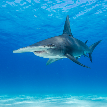 Bahamas Scuba Diving Great Hammerhead Bimini