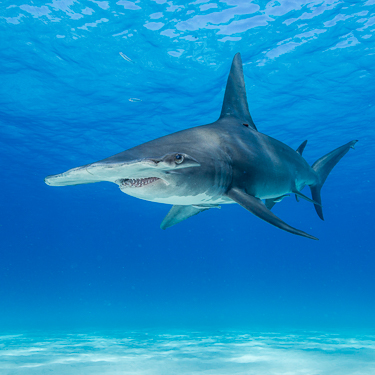 Dive alongside migrating hammerheads Image