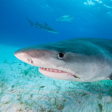 Come face-to-face with tiger sharks at Tiger Beach Image