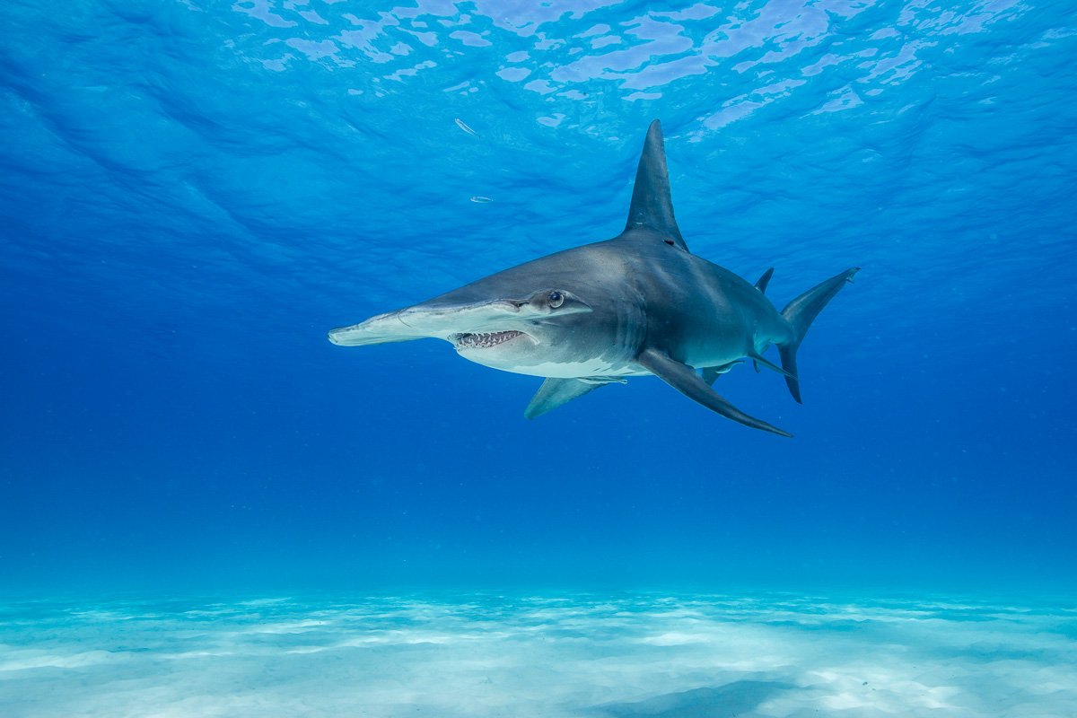 Bimini Berry Islands Bahamas Diving 2