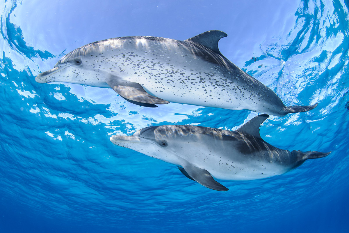 Bimini Berry Islands Bahamas Diving 3