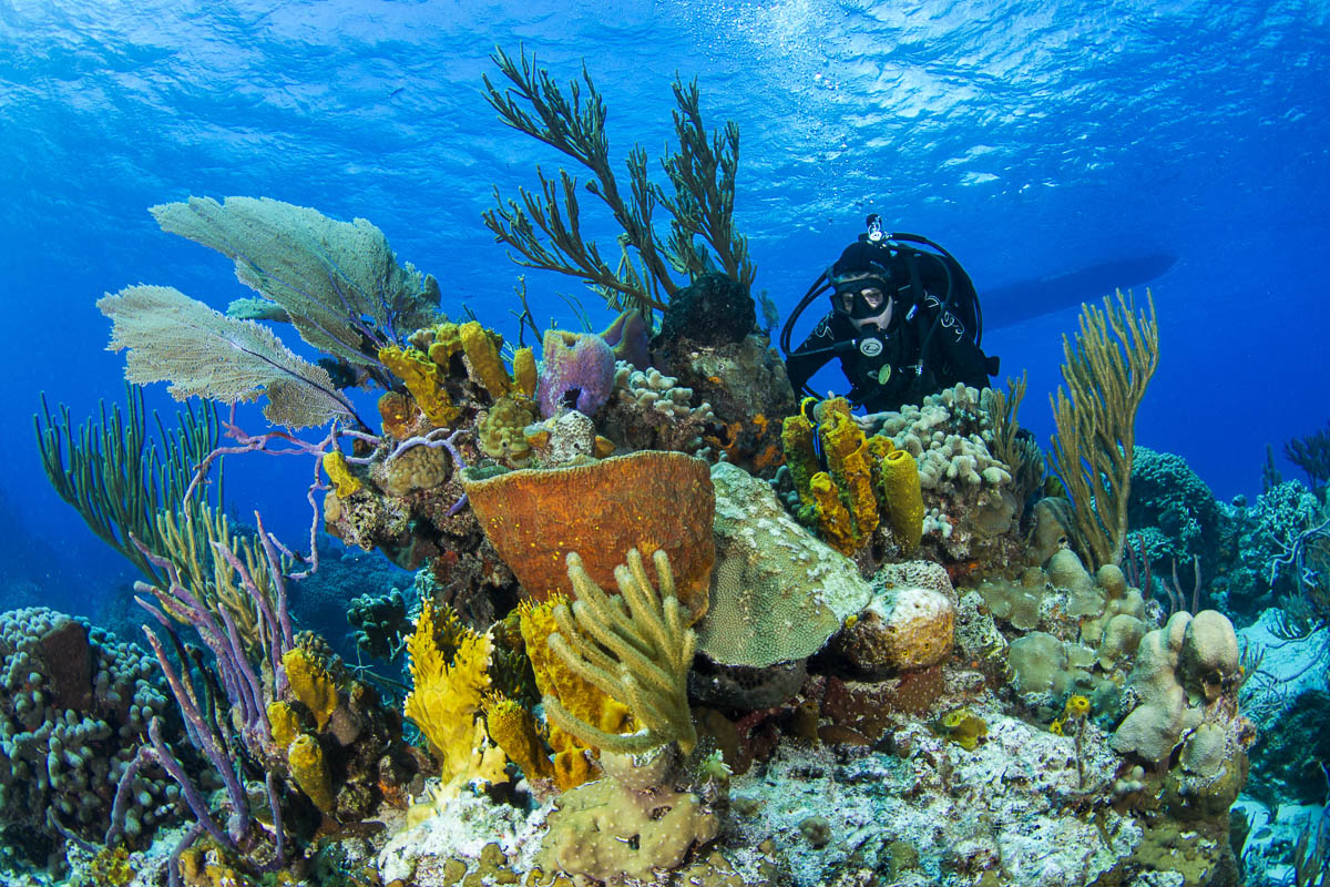 Eleuthera Exumas Cat Island Diving Bahamas 8