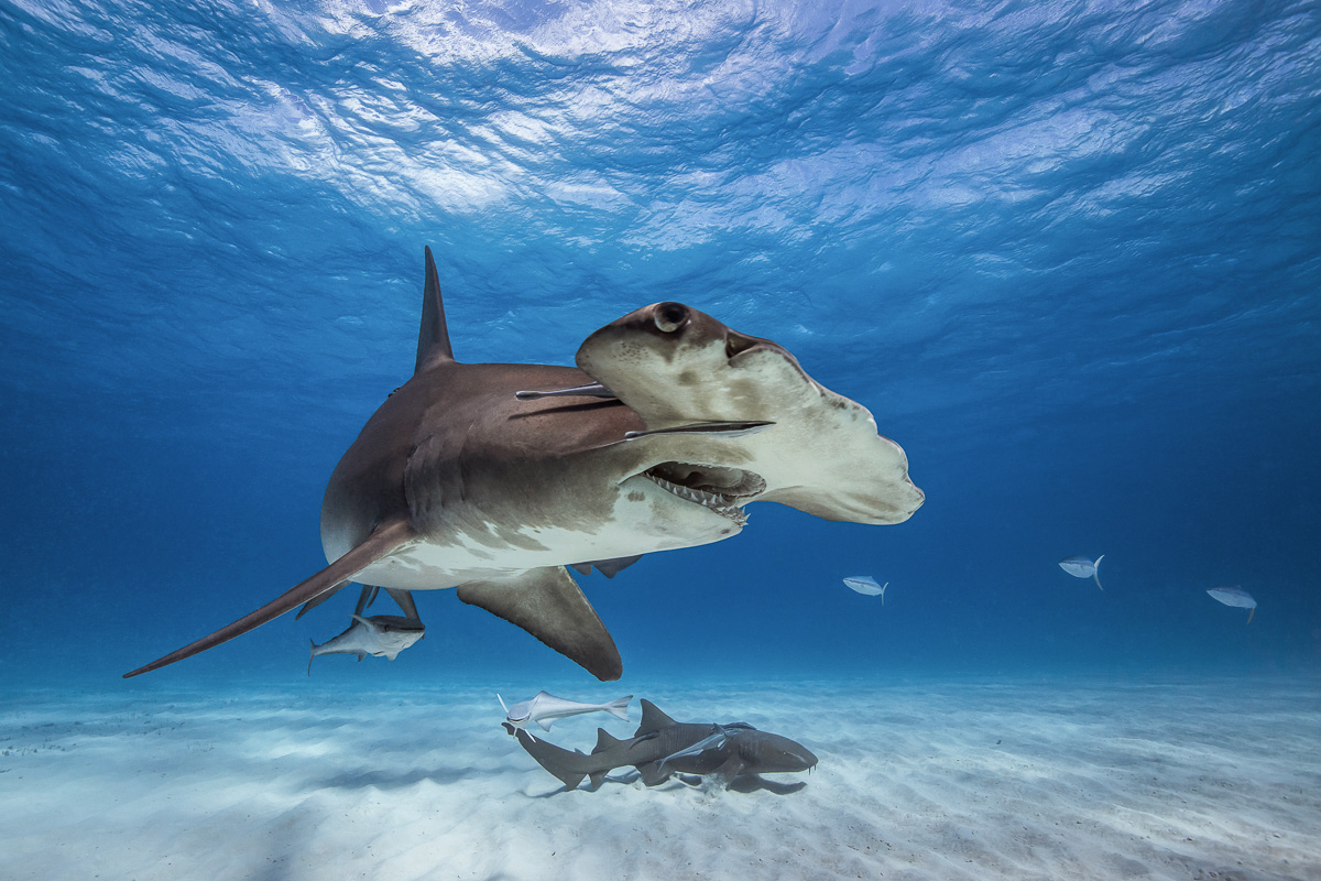 Grand Bahama Abaco Islands Diving 6