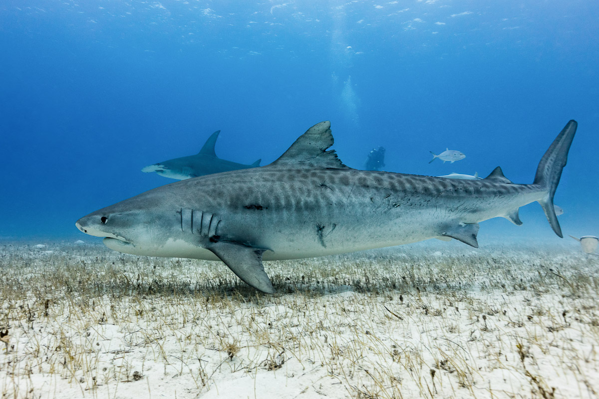 Grand Bahama Abaco Islands Diving 8