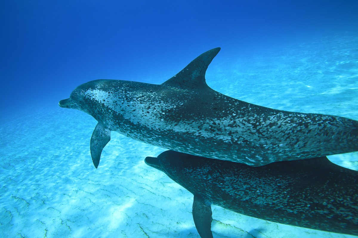 Grand Bahama Abaco Islands Diving 9