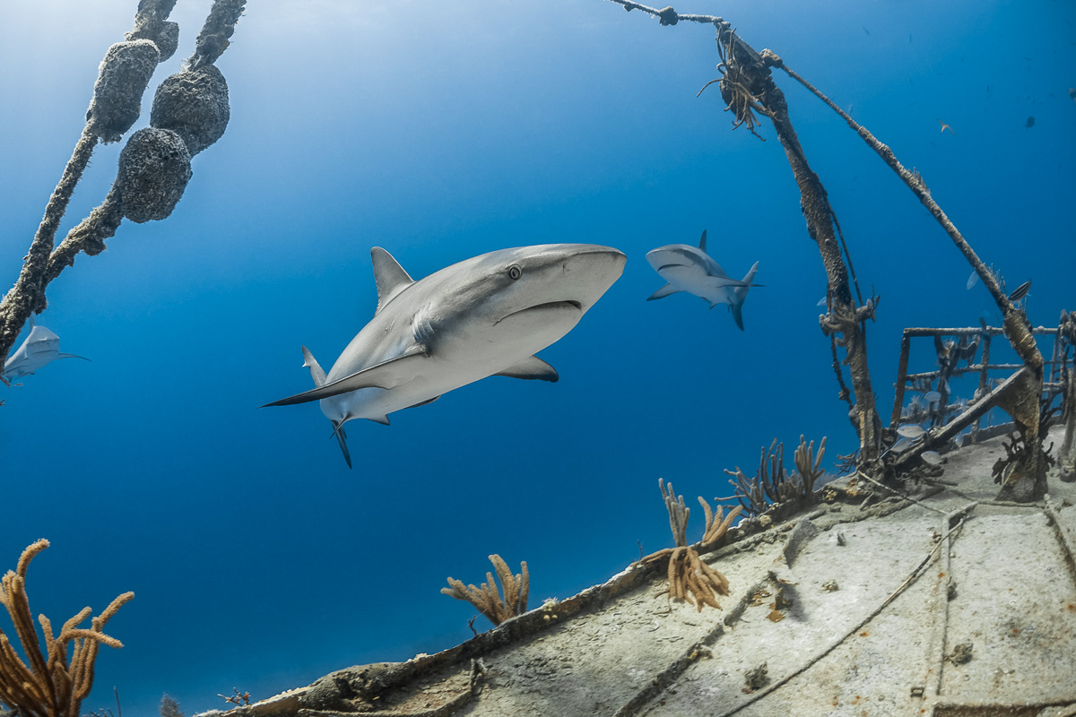 Nassau New Providence Bahamas Diving 3