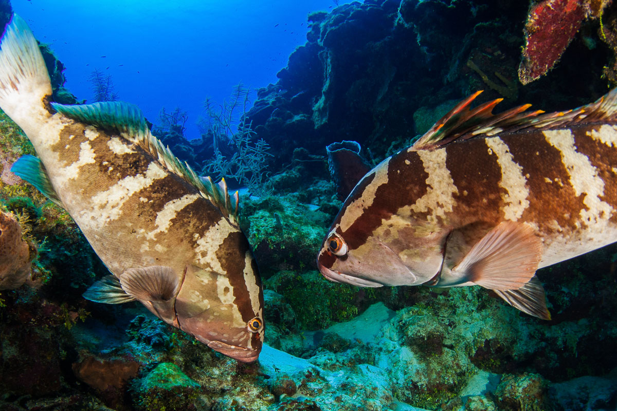 Nassau New Providence Bahamas Diving 6