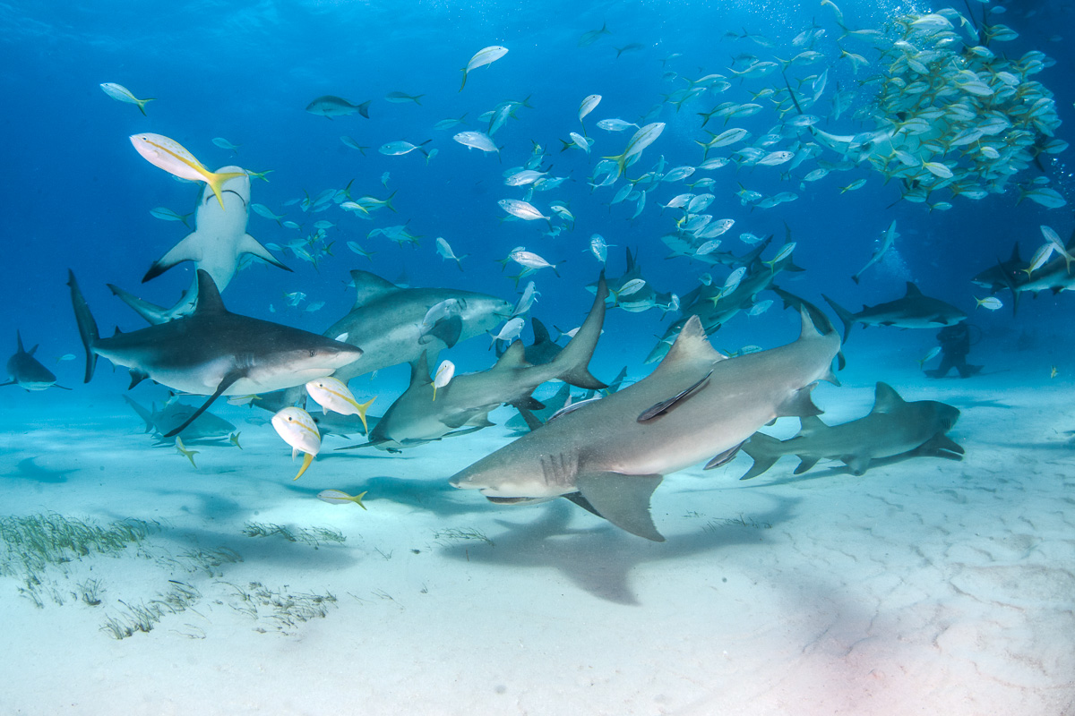 Top 5 shark species for scuba divers in the Bahamas