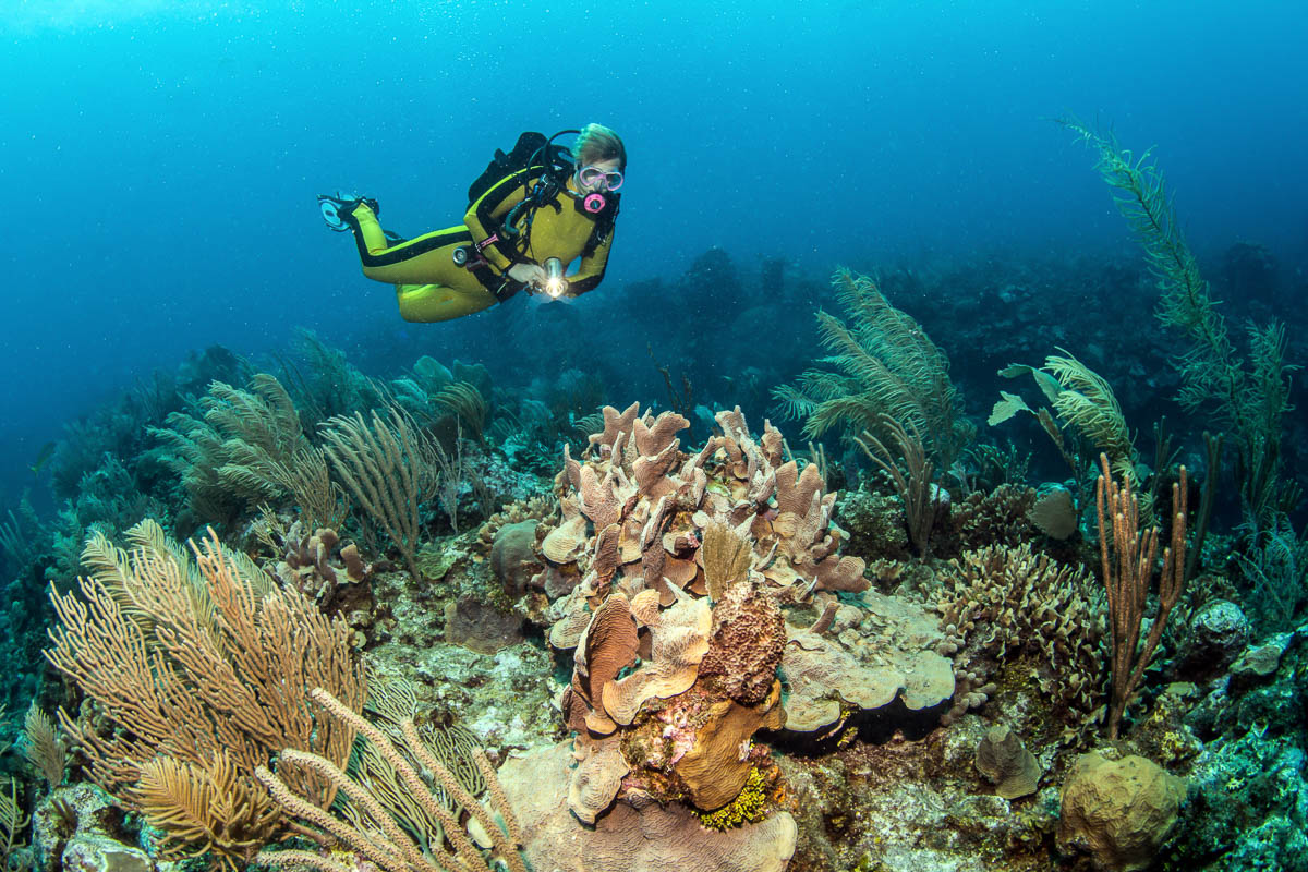 diving tours caye caulker