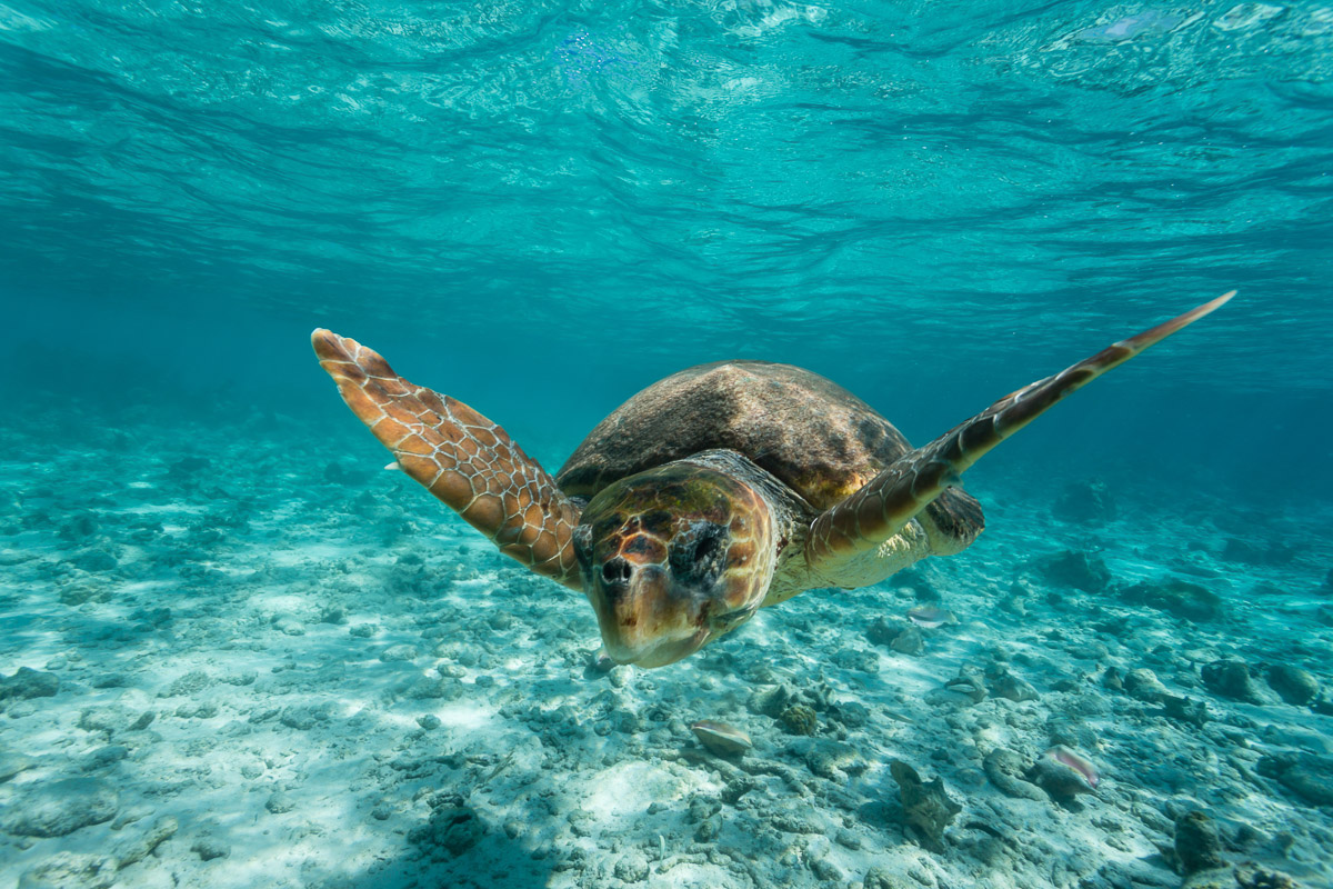 Ambergris Caye Caulker Belize Scuba Diving 5