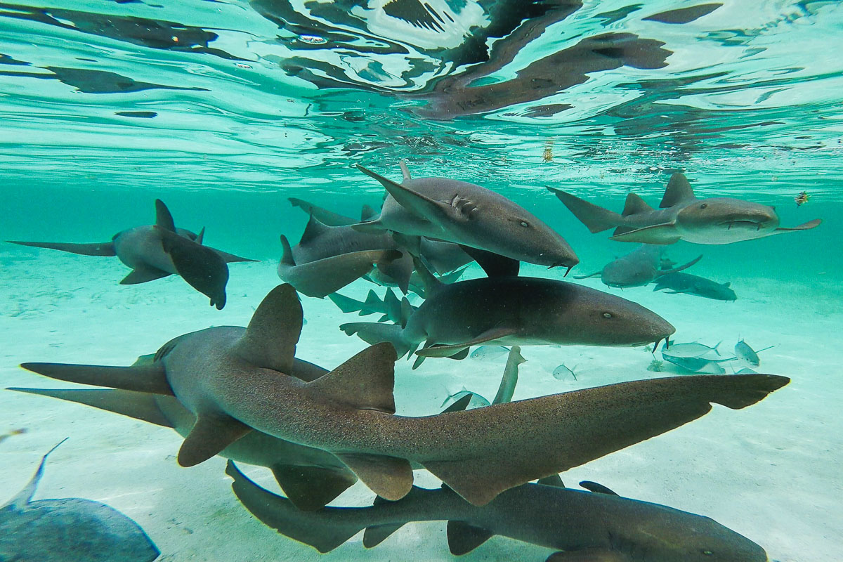 Ambergris Caye Caulker Belize Scuba Diving 6
