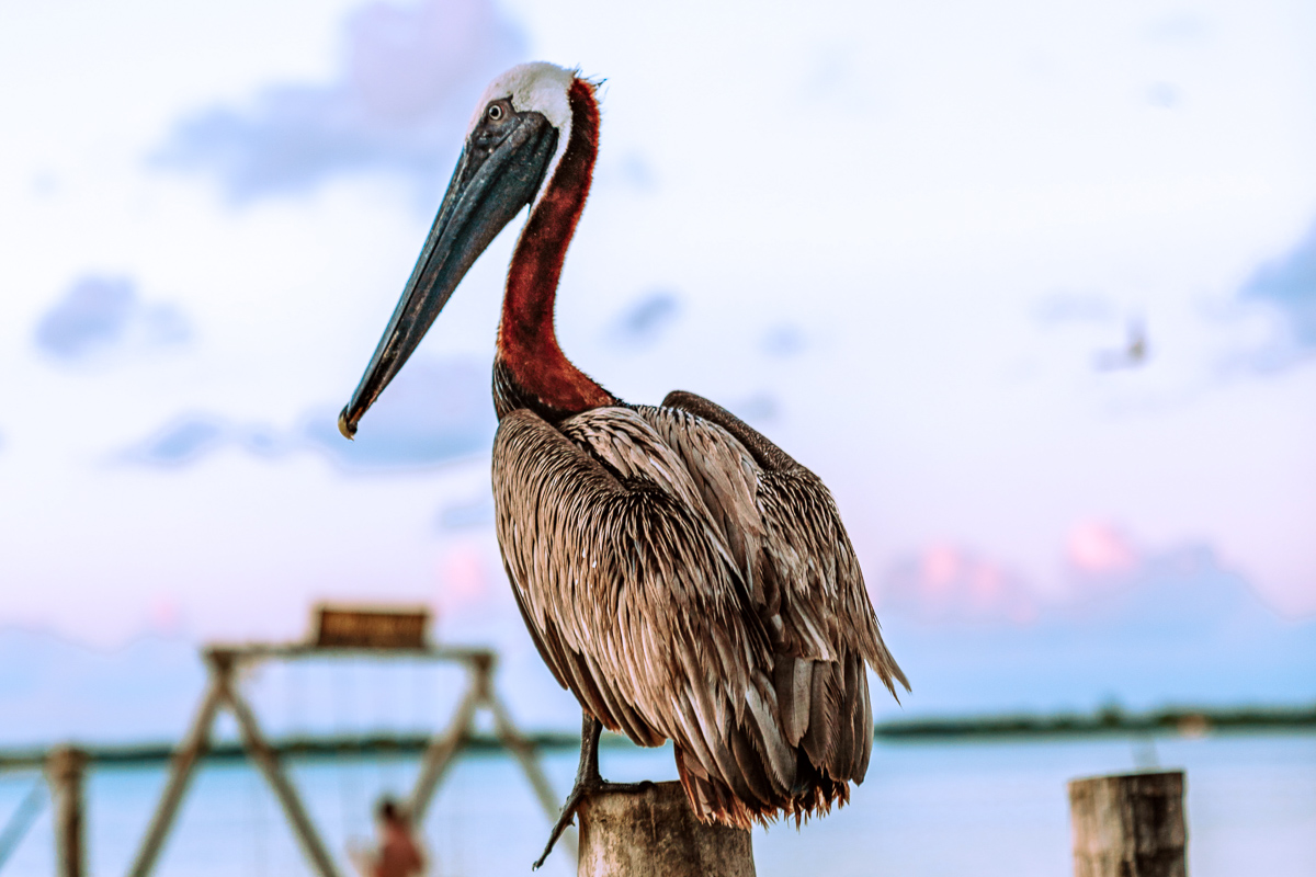 Ambergris Caye Caulker Belize Scuba Diving 8