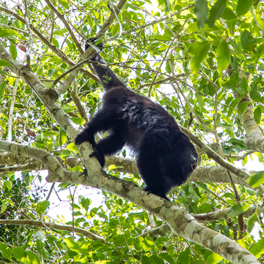 Belize Zoo Howler Monkey