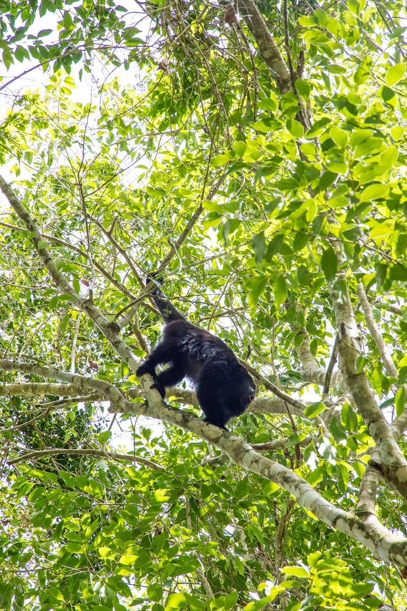 Howler monkey in Belize