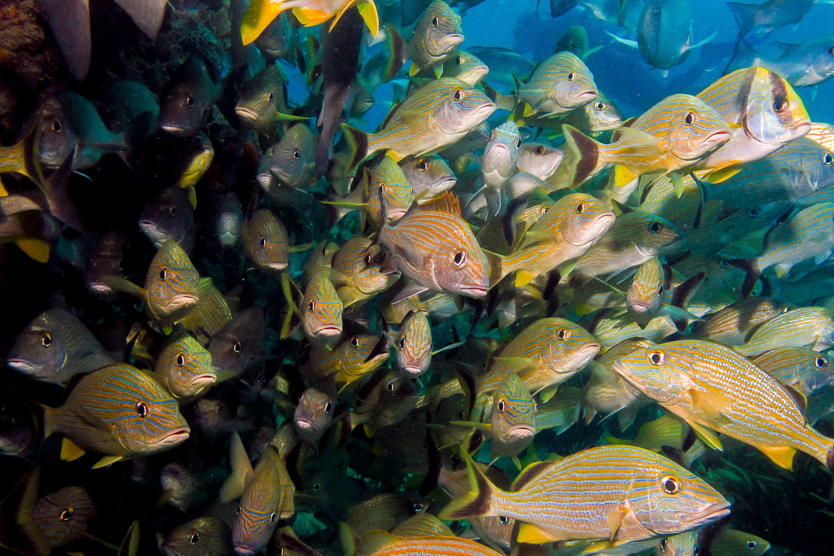 Glovers Reef Hopkins Plancecia Diving Belize 10