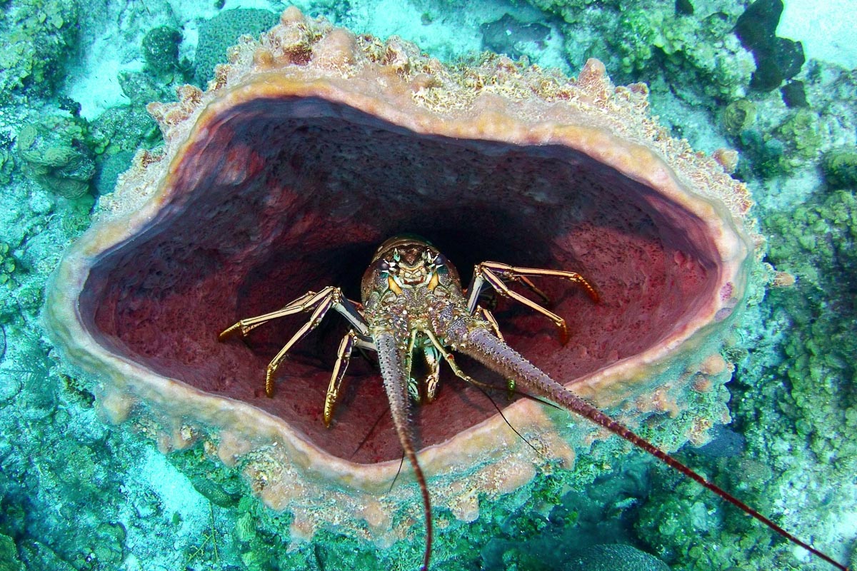 Glovers Reef Hopkins Plancecia Diving Belize 12