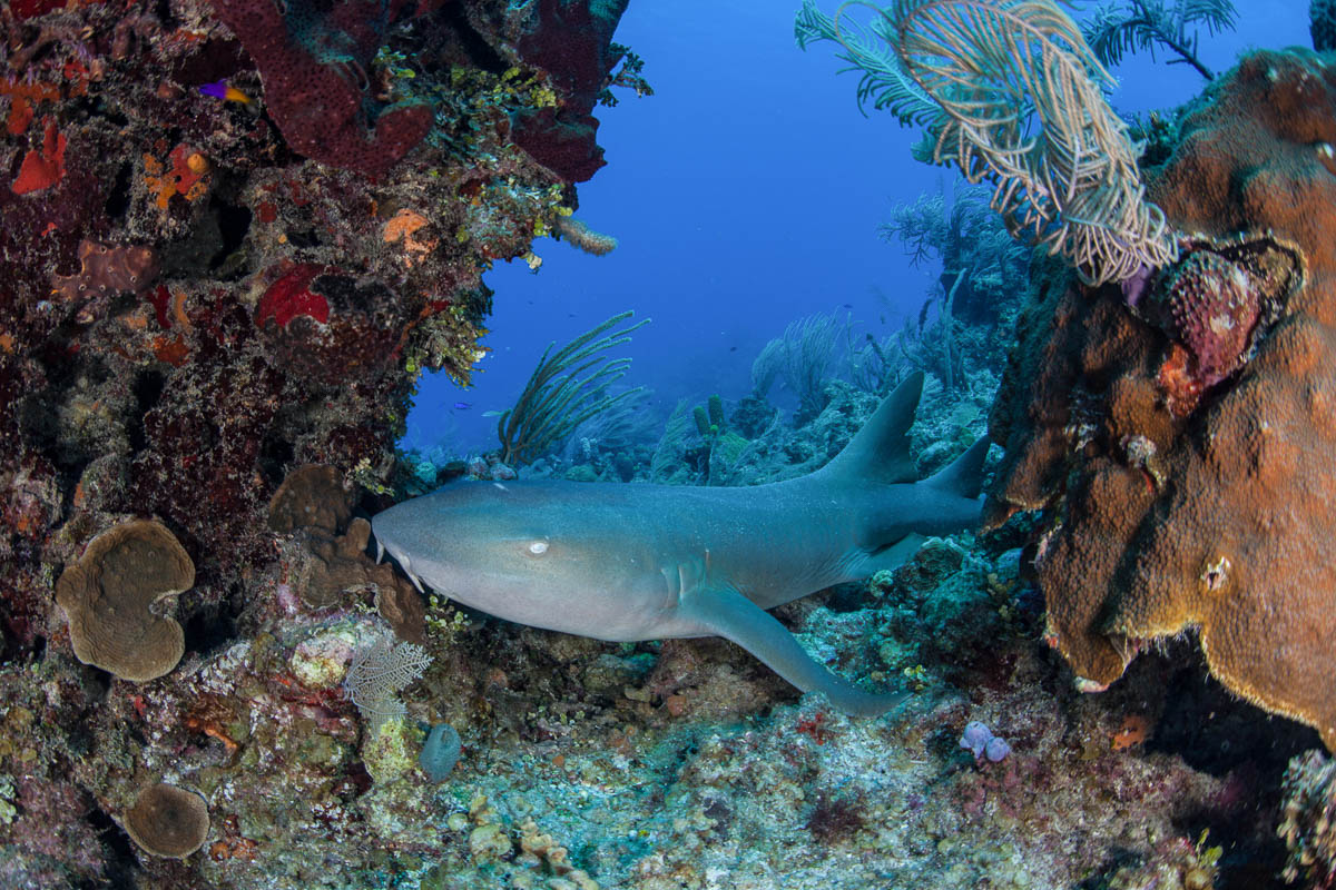 Turneffe Atoll Lighthouse Reef Great Blue Hole Belize Diving 3