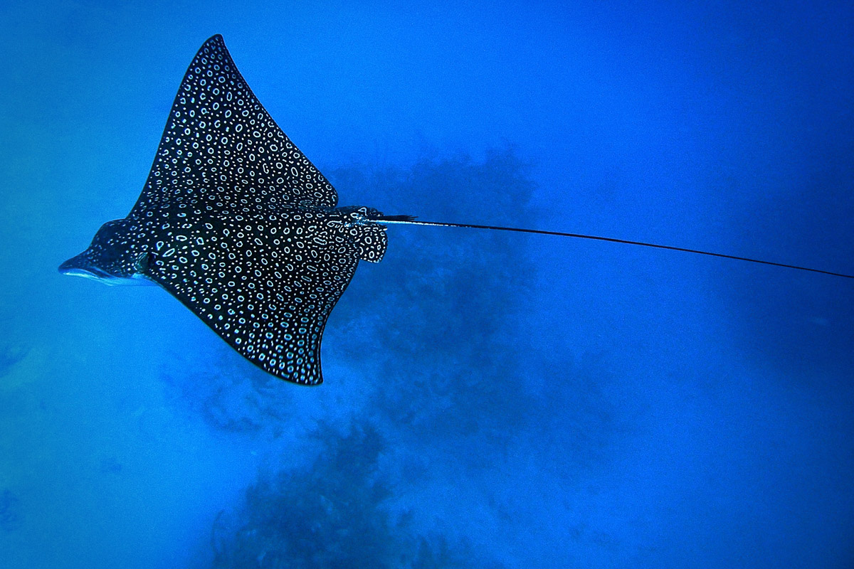 Turneffe Atoll Lighthouse Reef Great Blue Hole Belize Diving 4