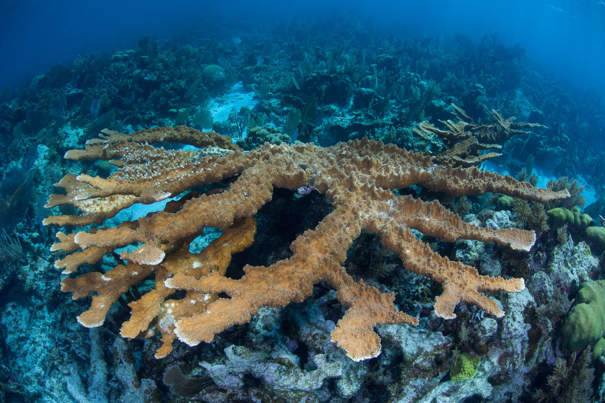 Turneffe Atoll Lighthouse Reef Great Blue Hole Belize Diving 8