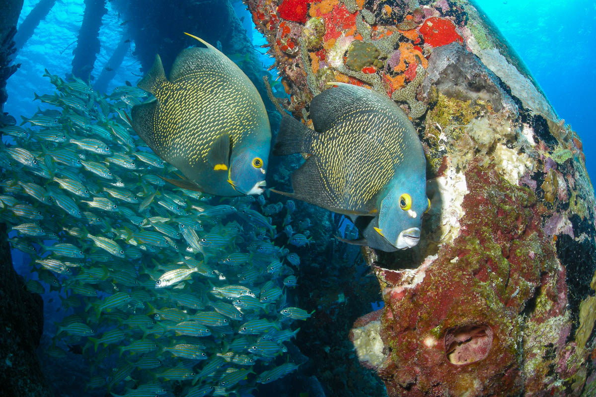 Bonaire Scuba Diving 10