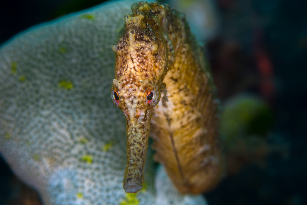 Bonaire Scuba Diving 11