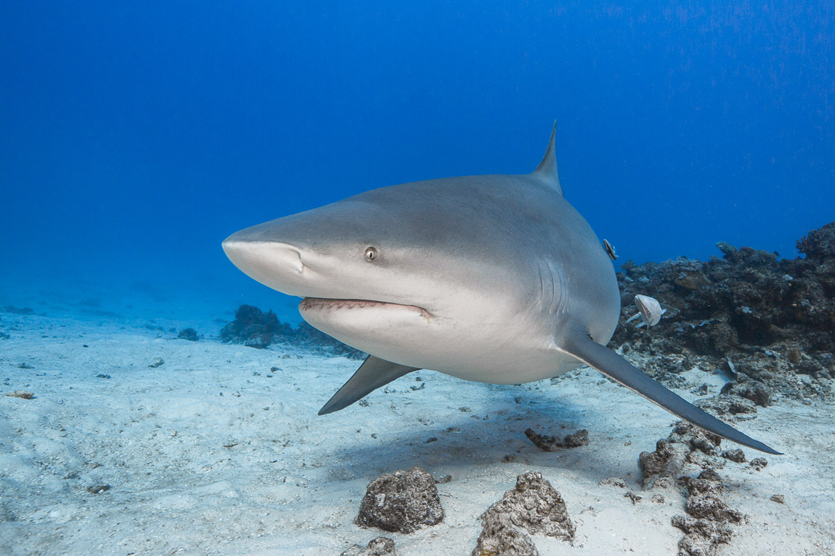Sustainable bull shark diving at Barefoot Kuata, Fiji