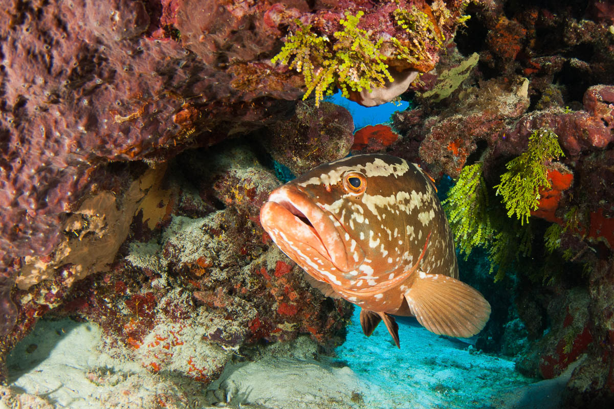 Cayman Brac Little Cayman Scuba Diving 11