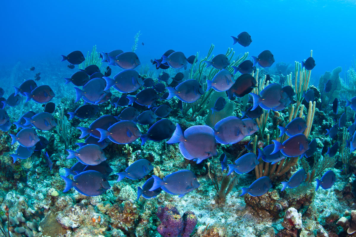 Cayman Brac Little Cayman Scuba Diving 8