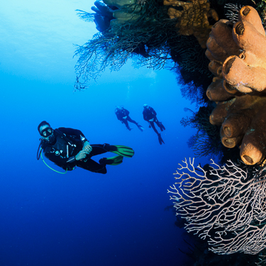 Cayman Islands Scuba Diving Bloody Bay Wall
