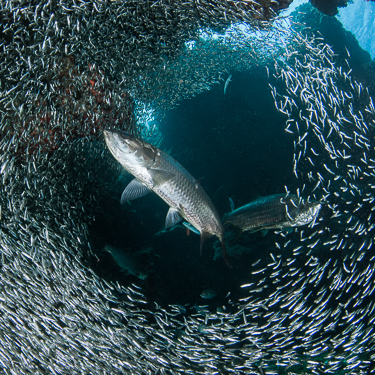 Witness hunting tarpon at Eden Rock Image