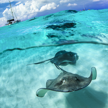 Cayman Islands Scuba Diving Stingray City
