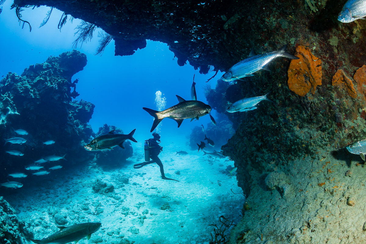 Unbeatable winter scuba diving holidays from the UK
