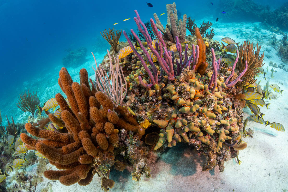 Grand Cayman Scuba Diving 13