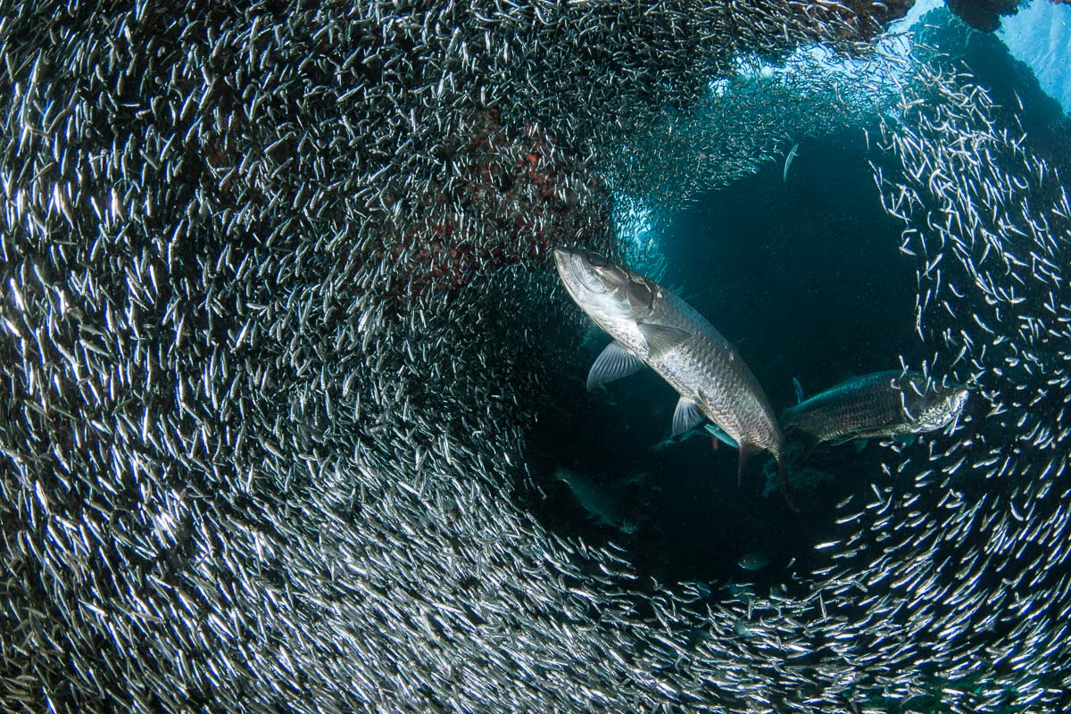 Grand Cayman Scuba Diving 4