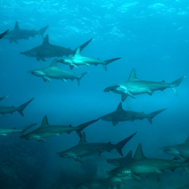 Malpelo Island Colombia Diving Hammerhead