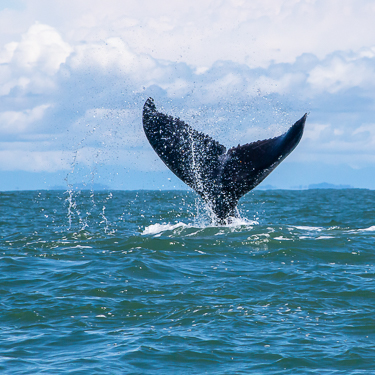 Share the waters with migrating humpback whales Image