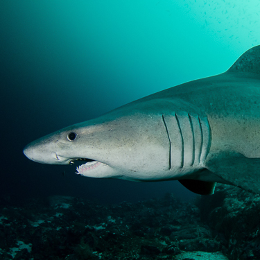 Malpelo Island Colombia Diving Sandtiger Shark