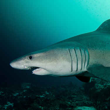 Spot the rarely-sighted smalltooth sand tiger shark Image