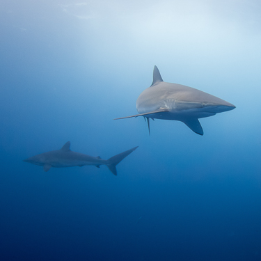 Swim among colossal schools of silky sharks Image