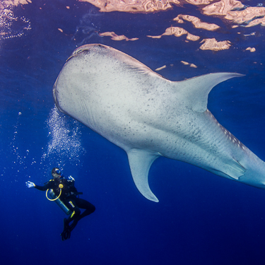 Cruise alongside the ocean’s biggest fish, the whale shark Image